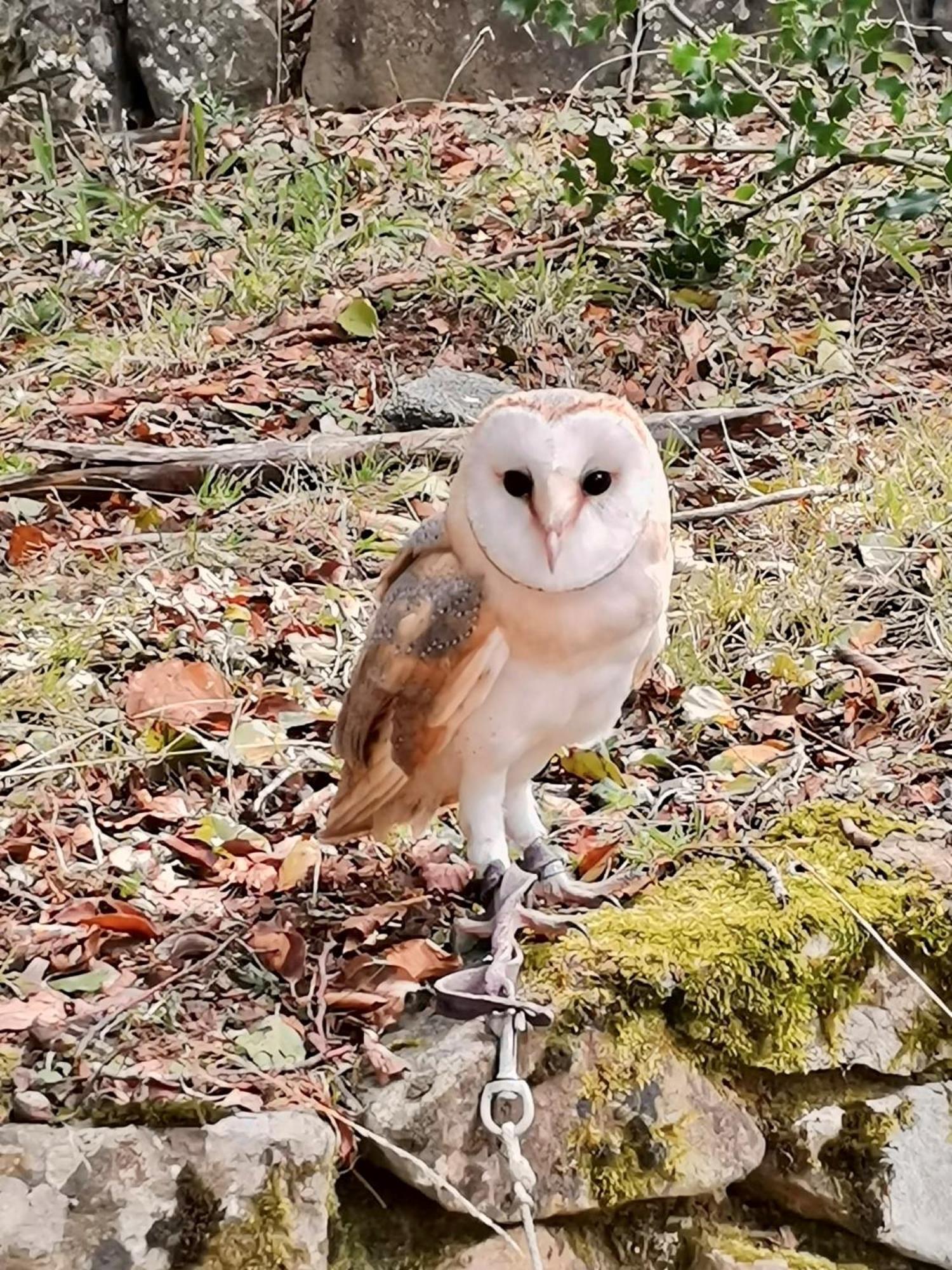 Nebris - Rifugio Del Parco Otel San Fratello Dış mekan fotoğraf